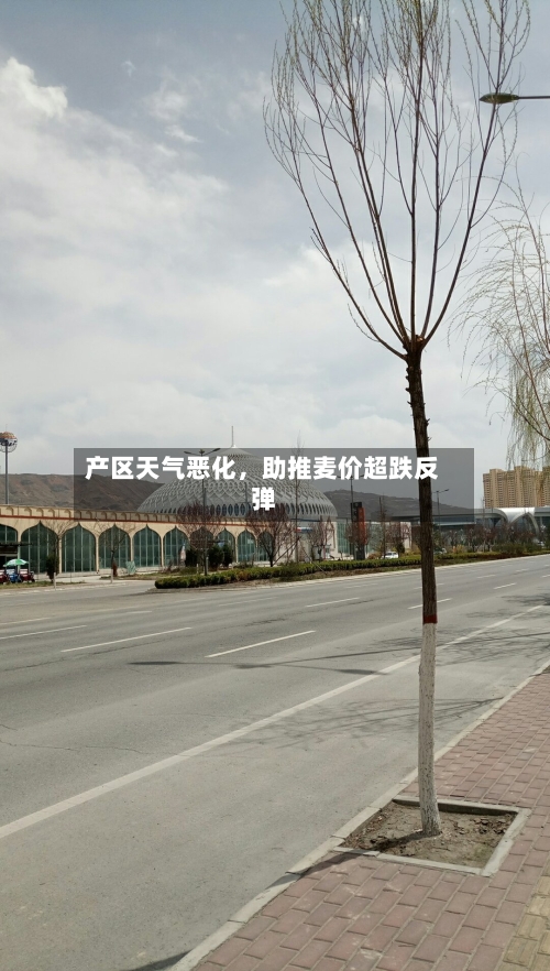 产区天气恶化，助推麦价超跌反弹